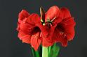 Amaryllis in fast voller Blütenpracht